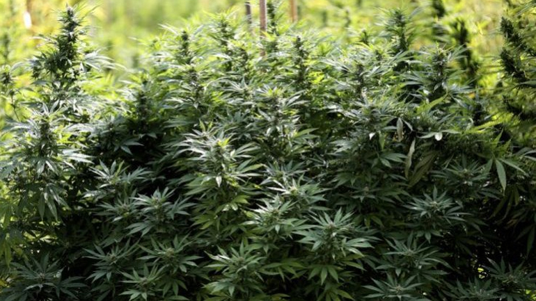 «Εργοστάσιο» καλλιέργειας κάνναβης βρέθηκε στην Κέρκυρα