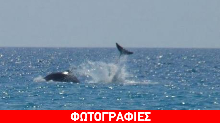 Ο χορός των δελφινιών…