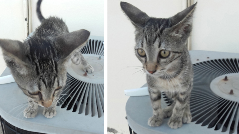 Δώστε μια ευκαιρία σ’ έναν αξιολάτρευτο γατούλη…