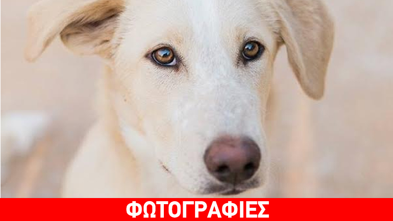 Ανοίξτε την αγκαλιά σας στη Latte και τη Neve