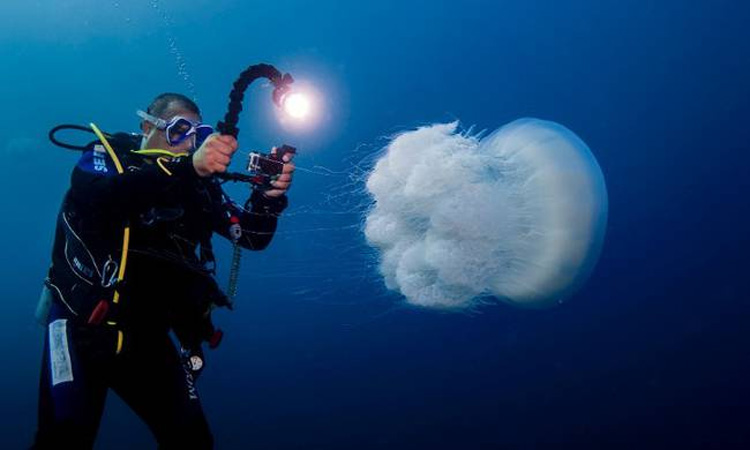 Μέδουσες - Ένας από τους «εισβολείς» στη Μεσόγειο
