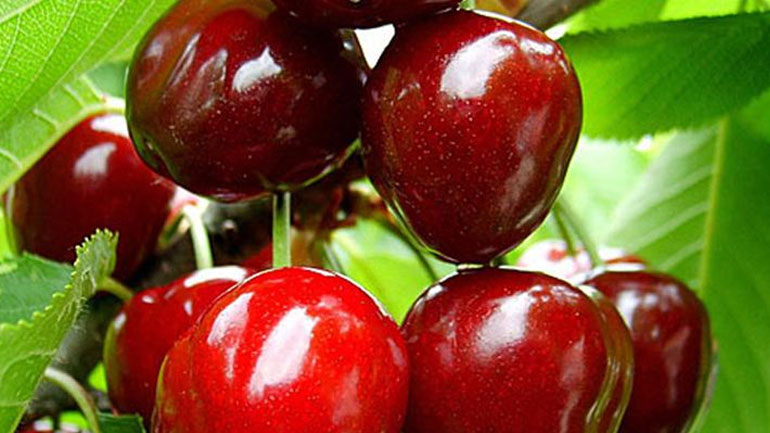 Το φρούτο που θα σε βοηθήσει να χάσεις το λίπος από την κοιλιά!