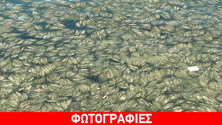Θεσσαλονίκη: Επιπλέοντες ρύποι στα νερά του Θερμαϊκού