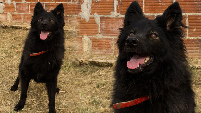 Υιοθετήστε την Άρτεμις