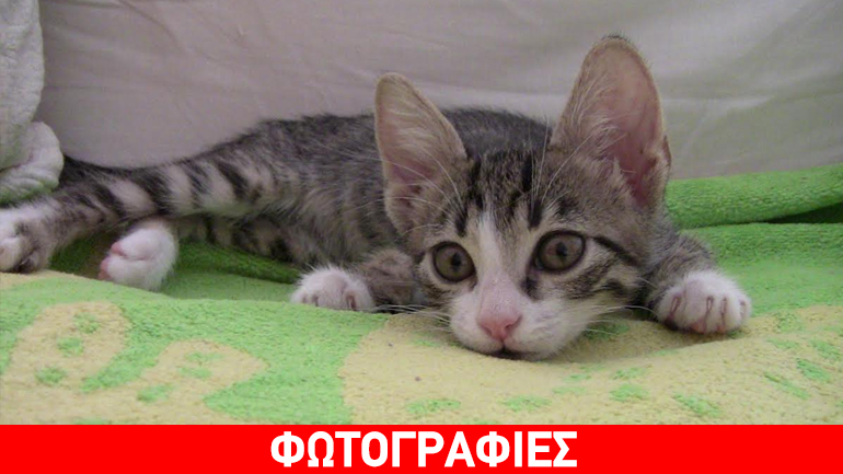 Xάρης, ο γατομικρούλης!