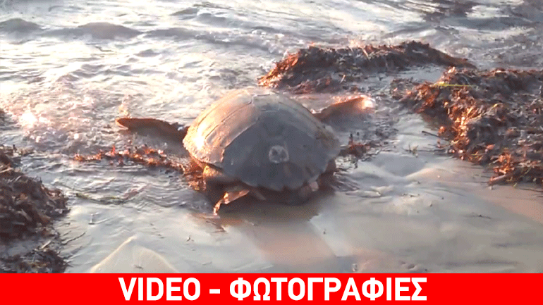 Ηλεία: Ο Νίκος… επέστρεψε στο φυσικό του περιβάλλον!