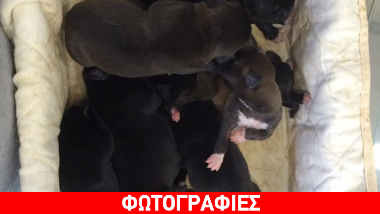 Χανιά: Κουταβάκια βρέθηκαν πεταμένα σε κάδους απορριμμάτων