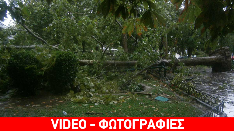 Τρίκαλα: Πτώση υπεραιωνόβιου πλατάνου από ισχυρούς ανέμους