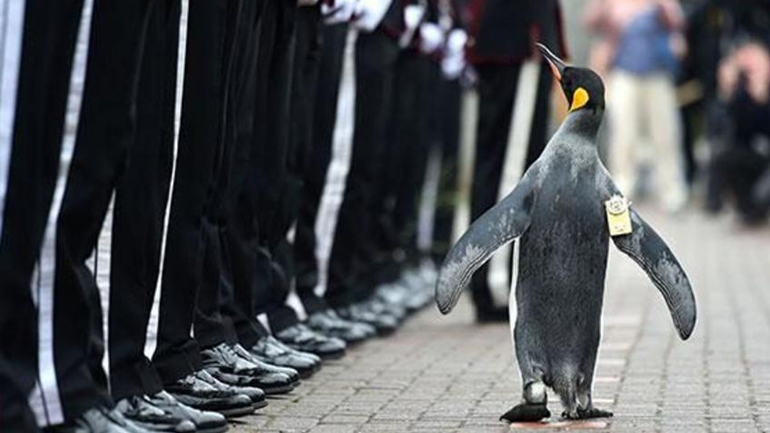 Ο πιγκουίνος σερ Νιλς Όλαφ προήχθη σε … ταξίαρχο στον Ζωολογικό Κήπο του Εδιμβούργου