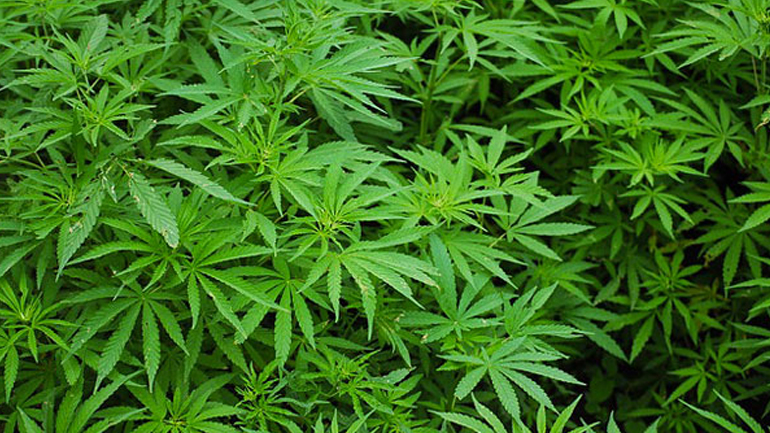 Χανιά: Ο αστυνομικός σκύλος εντόπισε την κάνναβη