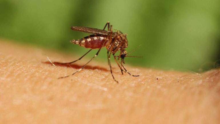 Η καθησυχαστική απάντηση του Δήμου Θηβαίων στο δημοσίευμα για την ελονοσία