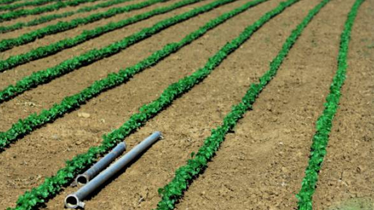 Ρόδος: Σοβαρές ζημιές στις καλλιέργειες λόγω της ανομβρίας