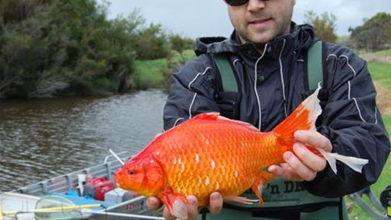 Απελευθερωμένα κατοικίδια χρυσόψαρα γιγαντώνονται και καταστρέφουν το οικοσύστημα της Αυστραλίας