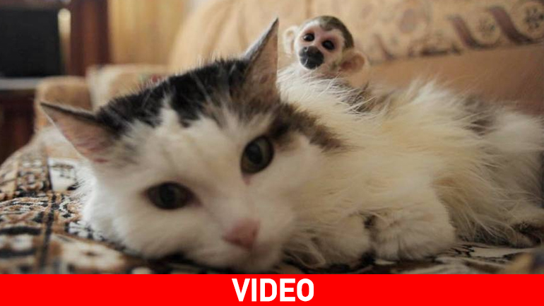 Γάτα «υιοθέτησε» νεαρή μαϊμού!