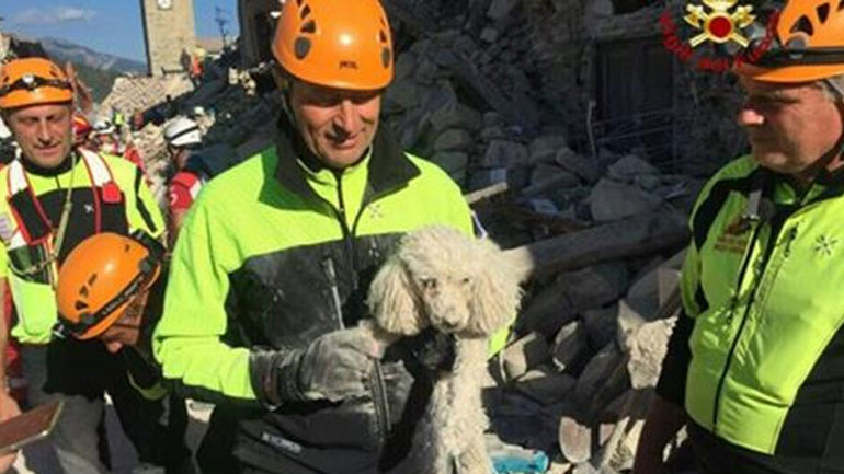 Σκυλάκι άντεξε επί 30 ώρες παγιδευμένο στα συντρίμμια