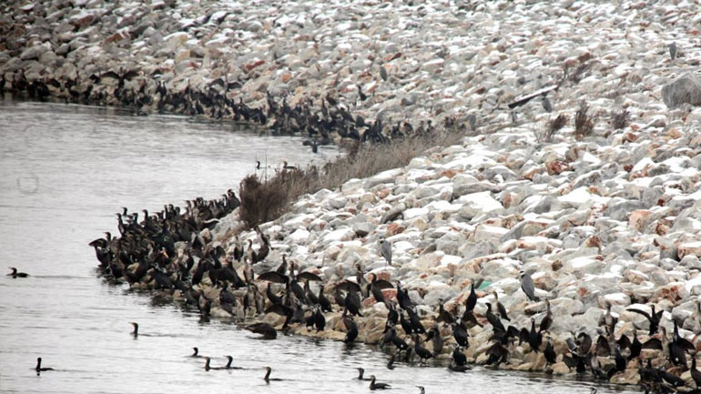 Λίμνη Κάρλα: Μικρόβιο το αίτιο θανάτου των πουλιών