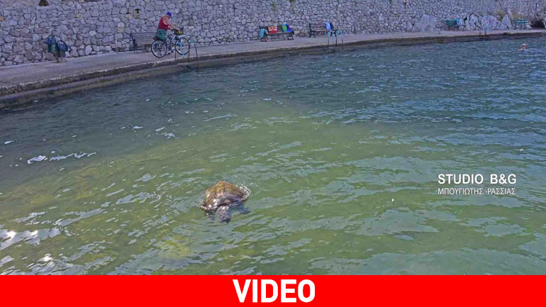 Νεκρή χελώνα επέπλεε ανάμεσα σε λουόμενους στο Ναύπλιο