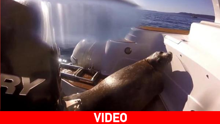 Φώκια ανεβαίνει σε σκάφος για να σωθεί από φάλαινες