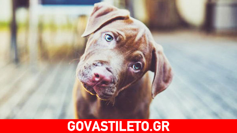 Το ψυχολογικό προφίλ όσων βασανίζουν ζώα