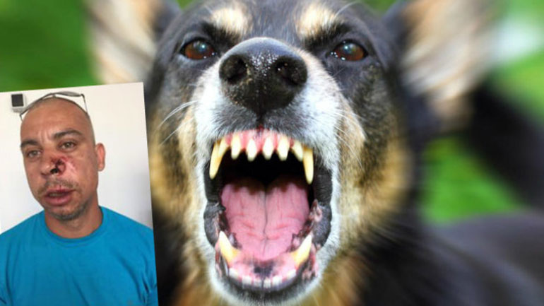 Γλίτωσε από των… σκύλων τα δόντια !