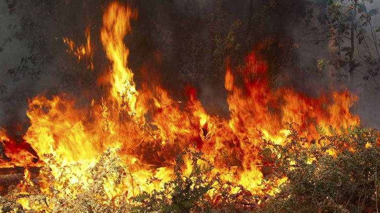 Ηλεία: Συνέλαβαν καταζητούμενο εμπρηστή δασών