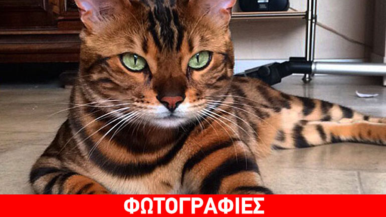 Γάτα μοιάζει με τίγρη!