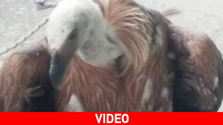 Κρήτη: Βρήκαν χτυπημένο γυπαετό στα βράχια της θάλασσας