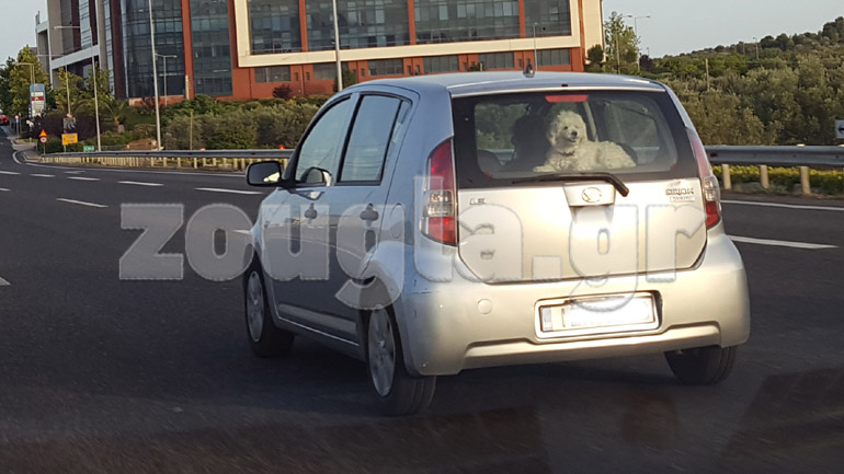 Έβαλαν το σκύλο στην… εταζέρα
