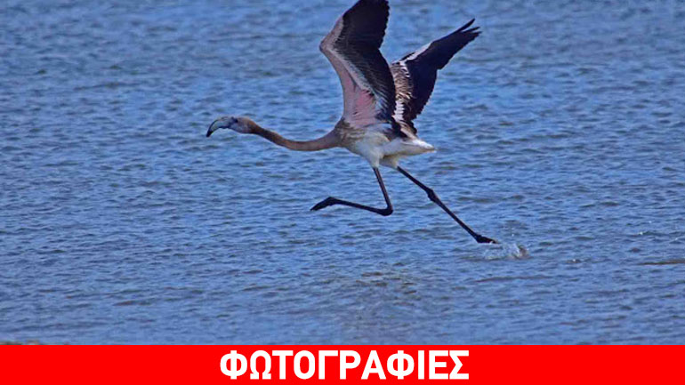 Ένα μοναχικό φλαμίνγκο στο Ναύπλιο