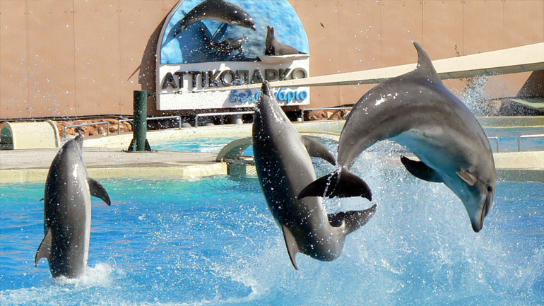 Νέες αφίξεις στο Δελφινάριο του Αττικού Ζωολογικού Πάρκου