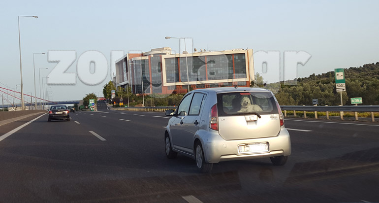 Ο σκύλος απολαμβάνει τη βόλτα στην Αττική οδό...