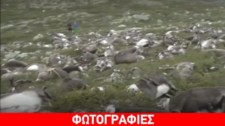 Νορβηγία: 323 τάρανδοι βρέθηκαν νεκροί έπειτα από ηλεκτρική καταιγίδα