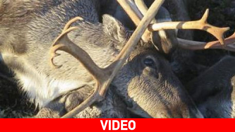 Hλεκτρική καταιγίδα σκότωσε 323 ταράνδους