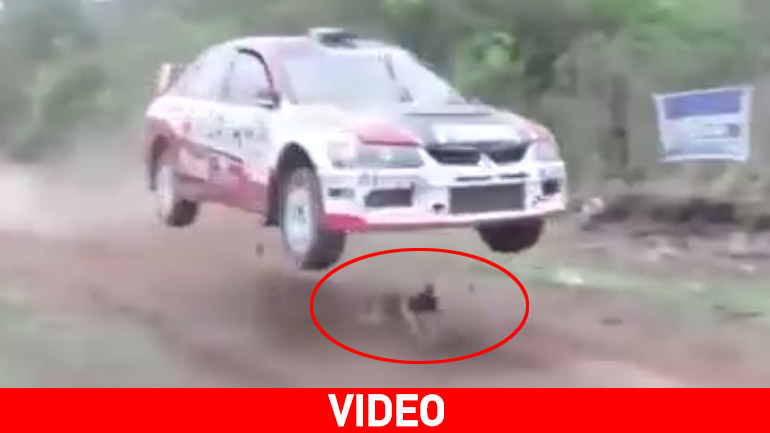 Αυτό το σκυλί είχε πραγματικά άγιο…