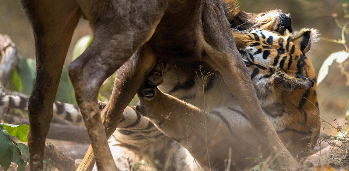 Αιματηρή μάχη