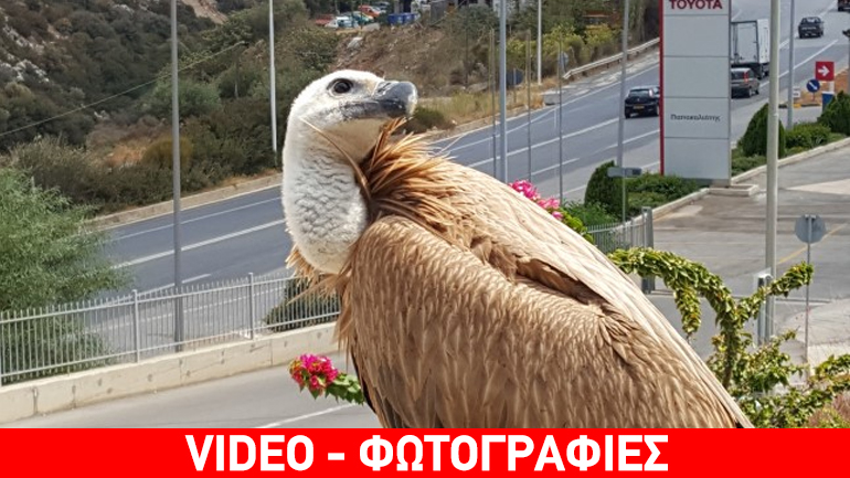 Νεαρός γύπας προσγειώθηκε σε ταράτσα στο Ηράκλειο