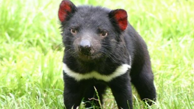 Αντίσταση κατά του καρκίνου προβάλλει ο «Tazman»