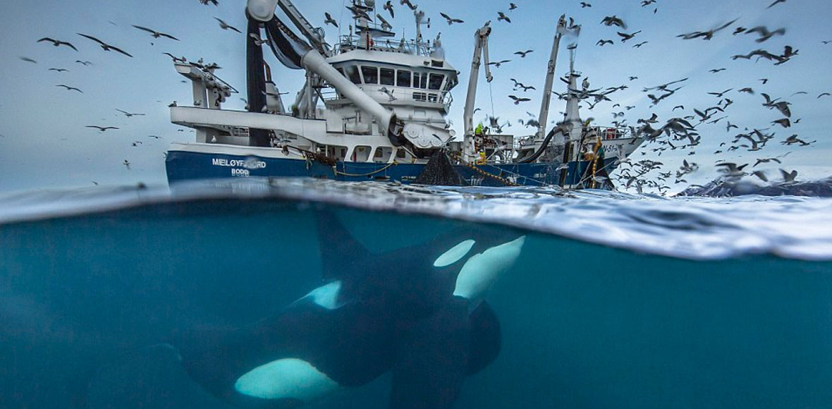 Η φάλαινα-δολοφόνος παραμονεύει…