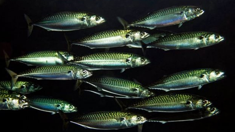 Διακρατική συμφωνία για την αλίευση σκουμπριών με ενστάσεις Κίνας