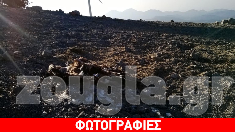 Νεκρός γύπας σε αιολικό πάρκο της Κρήτης