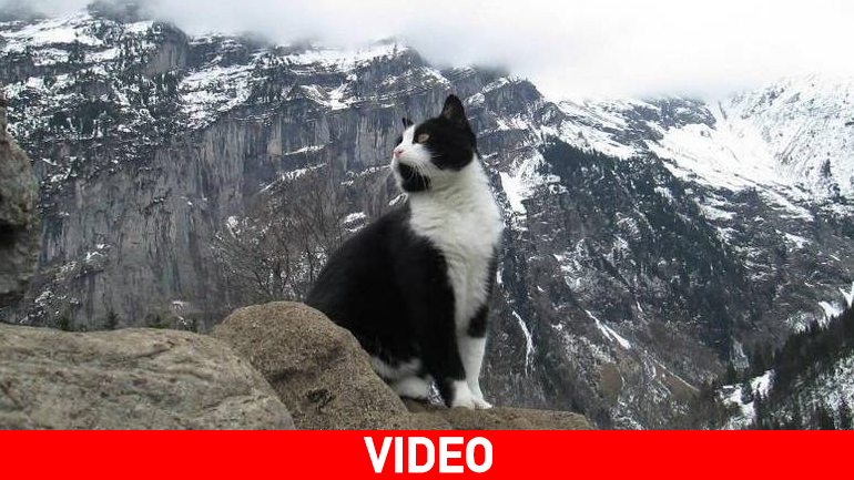 Ορειβάτης χάθηκε στις Άλπεις και σώθηκε χάρη σε… μια γάτα!
