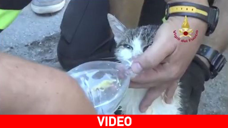 Γάτα βγαίνει ζωντανή κάτω από μπάζα έξι μέρες μετά το σεισμό στην Ιταλία