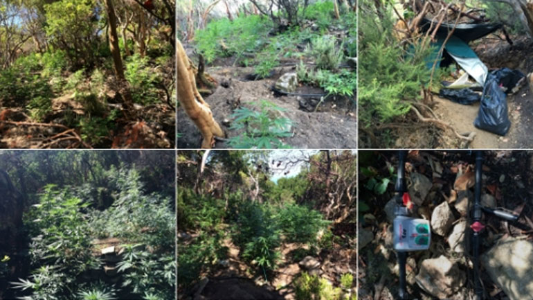 Ο σκύλος «έκαψε» τον 42χρονο με τα 192 δενδρύλλια κάνναβης στη Σαμοθράκη