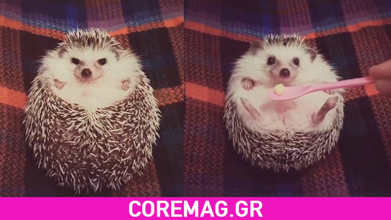 Ένας ευτυχισμένος σκαντζόχοιρος