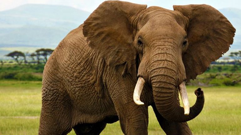 Οι αφρικανικοί ελέφαντες βαίνουν προς εξαφάνιση