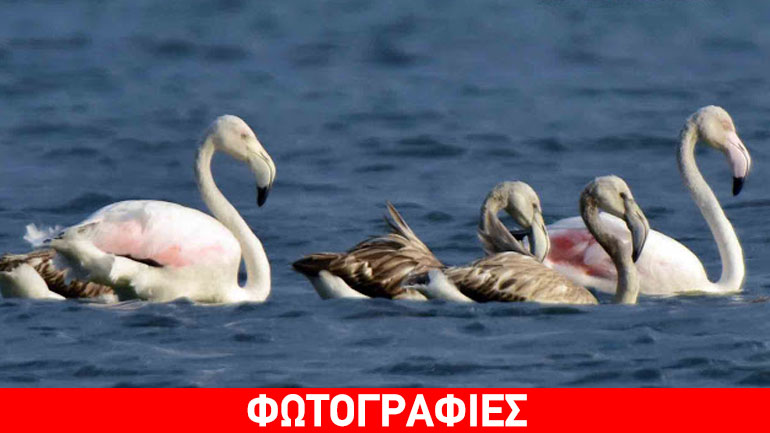 Πανέμορφα φλαμίνγκο στο Ναύπλιο