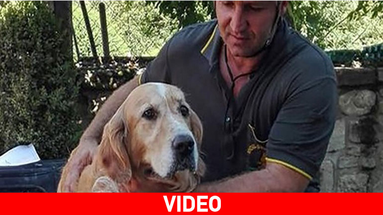 Ιταλία: Σκύλος επέζησε στα συντρίμμια επί 9 ημέρες