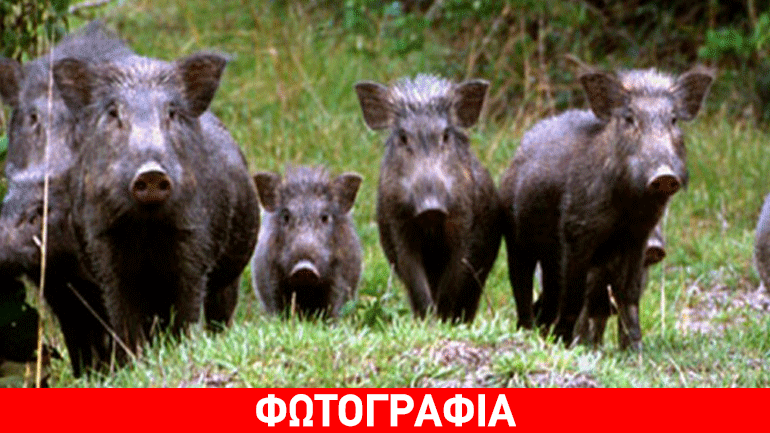 Γένοβα: Νυχτερινή βόλτα… αγριογούρουνων σε κεντρικό δρόμο της ιταλικής πόλης