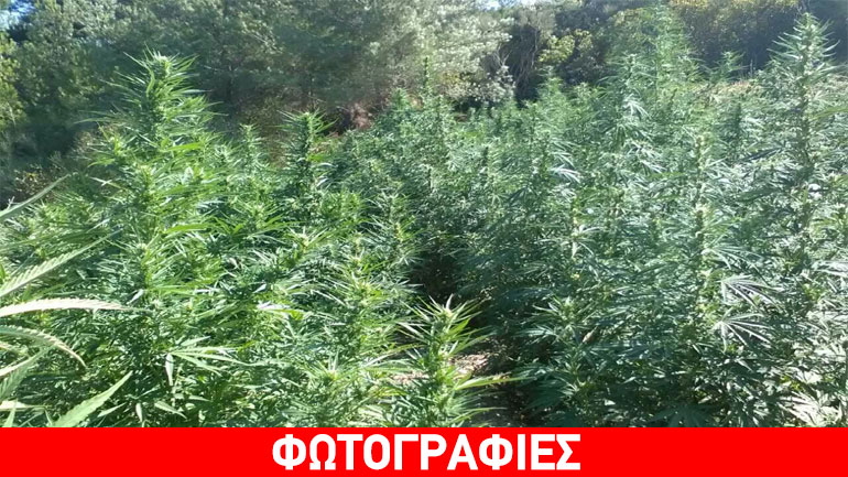 Σάμος: Δύο συλλήψεις για φυτεία με δενδρύλλια κάνναβης