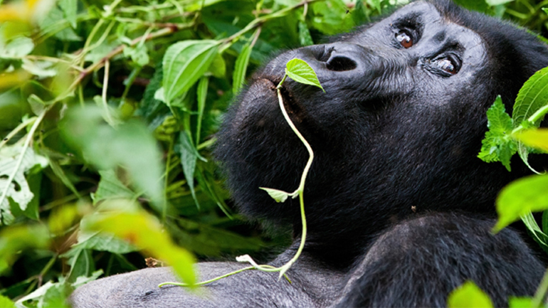 Στη λίστα των απειλούμενων ειδών ο γορίλας της ανατολικής Αφρικής
